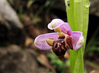 Ophrys schulzei