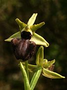 Ophrys incubacea