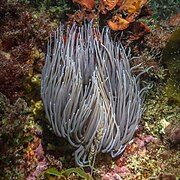 Anémona de mar común (Anemonia viridis), Parque natural de la Arrábida, Portugal, 2020-07-21, DD 07