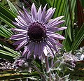 Berkheya purpurea (tribù Arctotideae - sottotribù Gorteriinae)