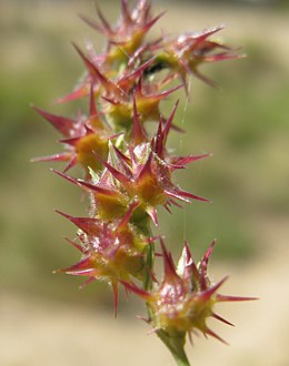 Cenchrus spinifex