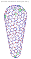 Capside conique du VIH 1