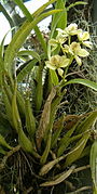 Prosthechea radiata