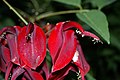 Erythrina crista-galli