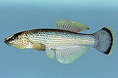 Fundulus catenatus förekommer i Indiana, Kentucky, Mississippi och Tennessee.[5]