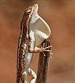 Fan-throated lizard Sitana ponticeriana