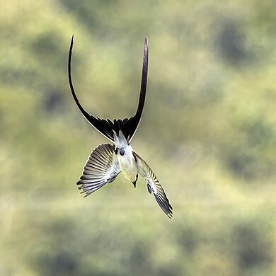 Fork-tailed flycatcher in flight by Charles J. Sharp