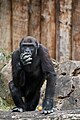 * Nomination: G. g. gorilla in Zoo Krefeld, Germany --A. Öztas 19:57, 16 October 2024 (UTC) * Review Gorilla's face is not sharp. Nv8200pa 17:08, 24 October 2024 (UTC)