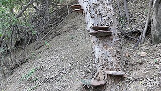 Ganoderma applanatum fungus in Nuevo Laredo.jpg