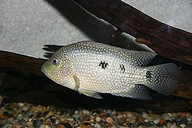 Le cichlidé du Texas (Herichthys cyanoguttatus) est le seul cichlidé indigène des États-Unis.