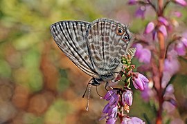 Lang's short tail blue (Leptotes pirithous) male underside