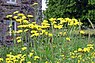 Paardenbloemstreepzaad (Crepis vesicaria)