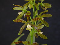 Prosthechea magnispatha