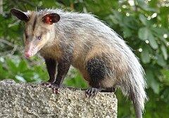 Harilik opossum (Didelphis marsupialis)