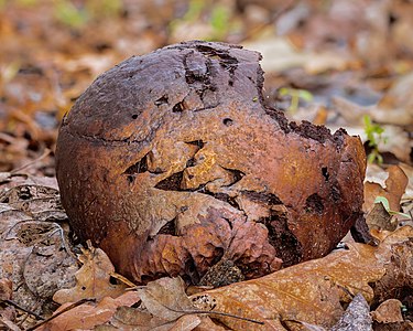 Restant van een aardappelbovist (Scleroderma citrinum). 21-01-2023. (d.j.b) 01