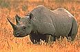 rhinoceros