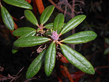 Leaves and buds