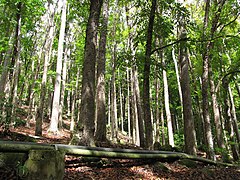 Swietenia macrophylla