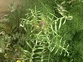 Milk thistle (γαϊδουράγκαθο)