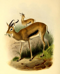 Heuglin's gazelle