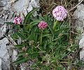 Valeriana tuberosa