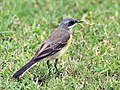 Motacilla flava melanogrisea, female