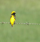 Yellow-crowned Bishop (Euplectes afer) male .... (46046094454).jpg