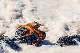 Grapsus grapsus (Marbled Rock Crab)