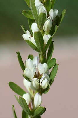 Kiinanpensasapila (Lespedeza cuneata)