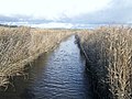 Le fleuve côtier Kerharo dans sa traversée des roselières du marais de Kervijen.