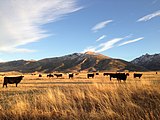 Cattle near Lamoille Canyon Road