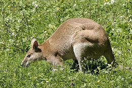 Fürge wallaby (Macropus agilis)