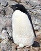 Adélie Penguin