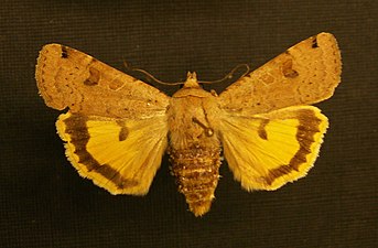 Kantfläckat bandfly, Noctua orbona