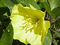 Oenothera missouriensis