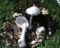 !!!Amanita virosa!!!