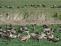 Baskett Slough National Wildlife Refuge with Anser albifrons