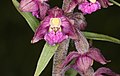 * Nomination Epipactis atrorubens --Holleday 20:15, 16 August 2013 (UTC) * Promotion Good quality. --Iifar 07:34, 17 August 2013 (UTC)