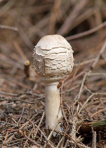 Chlorophyllum rhacodes (Shaggy Parasol)