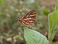 * Nomination: Closed Wing Position of Cigaritis vulcanus (Fabricius, 1775) - Common Silverline. By User:Bias Chakraborty --TAPAN1412 06:30, 27 October 2024 (UTC) * * Review needed