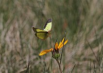 Mosehøsommerfugl - Colias palaeno