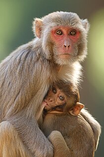 Rezusas (Macaca mulatta)