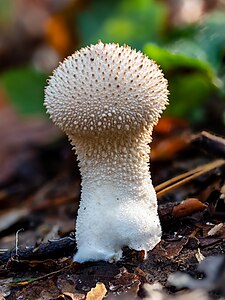 Bruderwald Birnen-Stäubling (Lycoperdon pyriforme)-RM-20191014-01