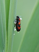 Cercopis vulnerata (Black-and-red Froghopper)