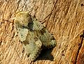 Heliothis viriplaca Lichte daguil