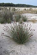 Juncus acutus and habitat