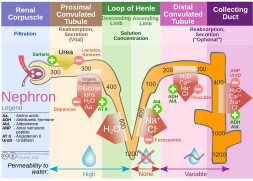 Kidney nephron molar transport diagram.svg