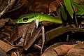 Snake eats frog