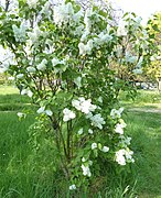 Syringa vulgaris.