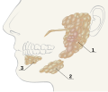 salivary glands numbered